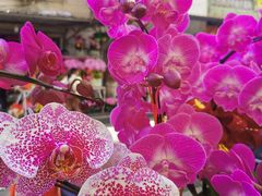 -溪岸路花鸟市场