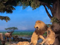 -国家自然博物馆