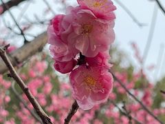 -无锡梅园公园
