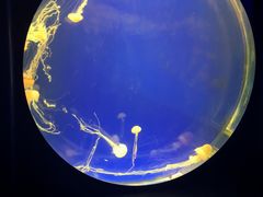 -上海海洋水族馆-停车场