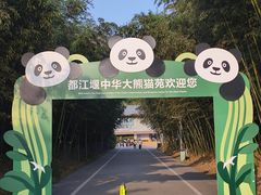 -都江堰中华大熊猫苑