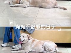 -瑞派申生动物医院·24H夜诊·国际动物医疗中心·骨外科(吴中路店)