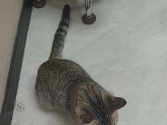 -安安宠医宠物医院·异宠·犬猫内科(岳阳分院)