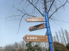 -水杉园
