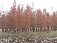 -白鹭湾湿地公园