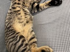 -御宝贝·A梦猫科宠物医院(国际猫友好医院)