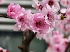 -外高桥保税区南(地铁站)