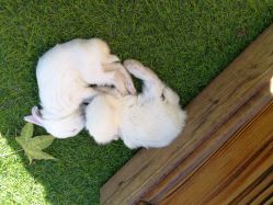 -萌宠亲子动物乐园(槐房万达店)