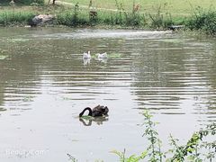 -鹅湖玫瑰文化园