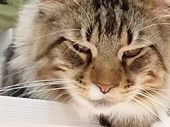 -COLOR PETS 撸猫馆·购猫·猫咖(长风大悦城店)