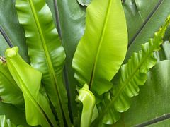 -国家植物园南园