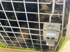-伟伟宠物医院·瑞派猫友好医院·猫科(光谷店)