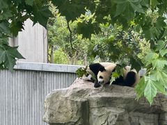 -卧龙中华大熊猫苑神树坪基地