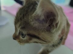 -北京观赏动物医院·24小时大型综合·猫专科·异宠专科