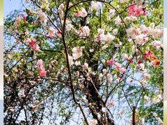 -南汇桃花村