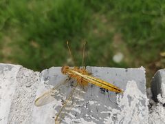 -莲花岛景区