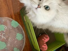 -福懋动物医院·犬猫全科·外科·重症科(杏林分院)