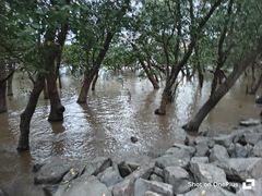 -宝安西湾红树林湿地公园