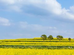 -光明小镇欢乐田园