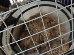 -米苏动物医院·犬猫专科·骨科外科内窥镜