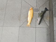 -京北渔家傲