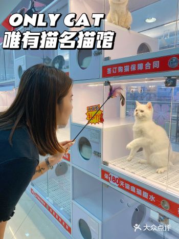 广州买猫去哪里️onlycat猫馆超正规靠谱!