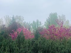 -洛阳郁金香牡丹园