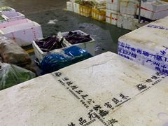 -三亚新鸿港水果一级批发市场