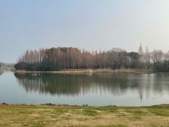 -贡湖湾湿地公园