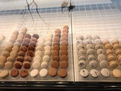 -BLACKSWAN黑天鹅(环球店)