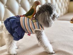 -A猫a狗全科·犬猫异宠·芥西宠物医院(南开总院)