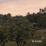 成都公园避暑，夏夜超级喜欢来成都露天音乐公园吹凉风。