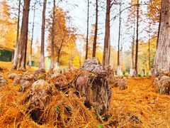 -南京市无想山景区