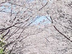 -高东镇樱花园