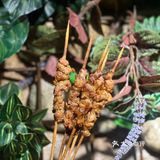 在星空帐篷里吃饭！约会首选地！！