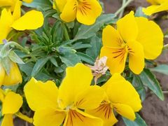 -石家庄市植物园