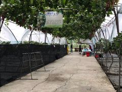 -金谷域澳洲庄园