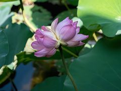 -荔湾湖公园