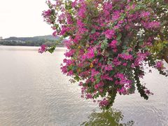 -惠州西湖丰渚园