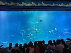 -烟台海昌鲸鲨海洋公园