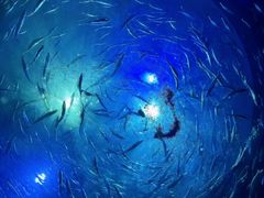 -瑞普利水族馆