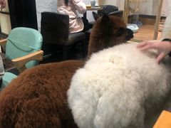 -猫色咖啡·猫咖