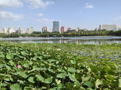 -莲花池公园