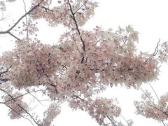 -白石龙音乐公园