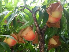 -南汇水蜜桃采摘(大团店)