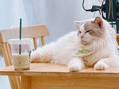 -楼上猫咖(罗湖店)