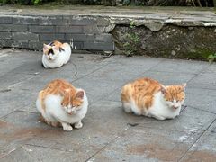 -句容茅山景区