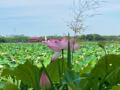 -荷塘月色湿地公园·向阳花洲