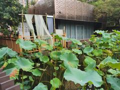 -陈家山荷花公园