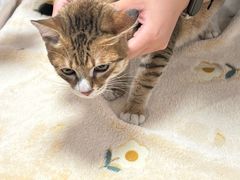 -乐派堂宠物医院·猫友好· 心脏科(东街店)